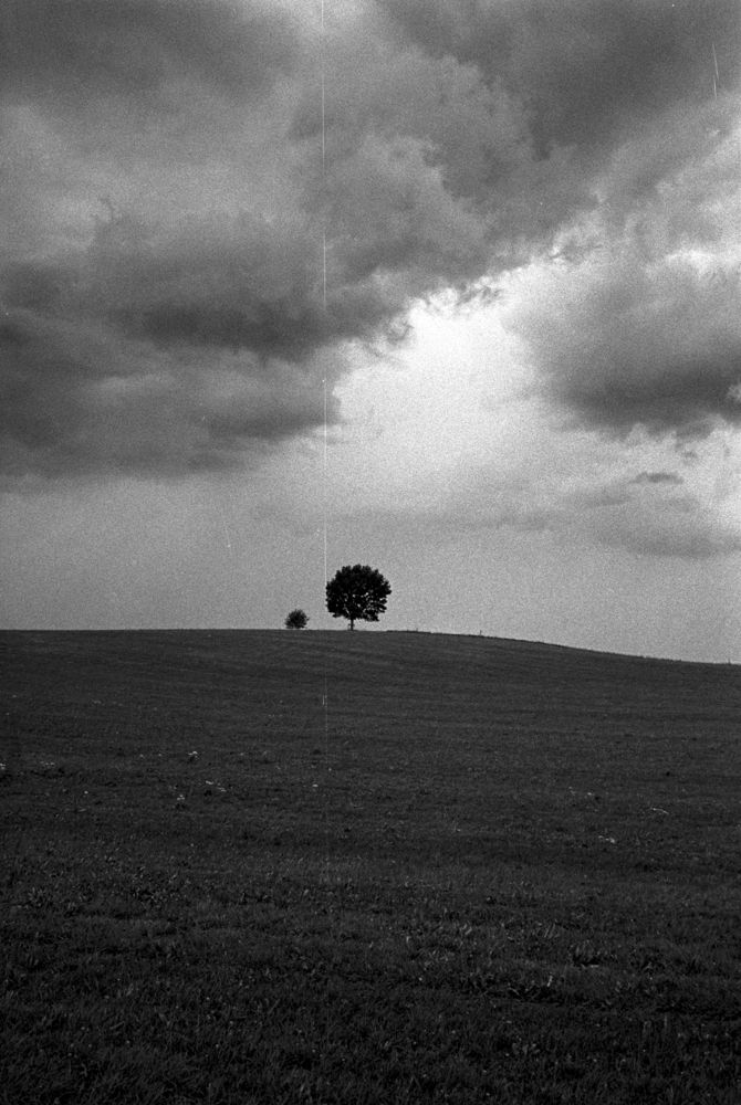 lone tree, 2024 — landscapes