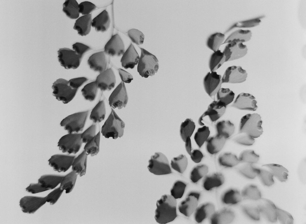 plant portraits — series