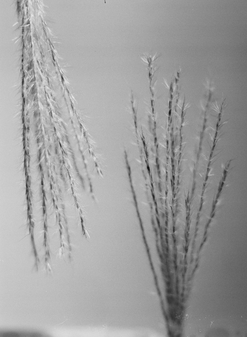 untitled ii, 2026 — plant portraits