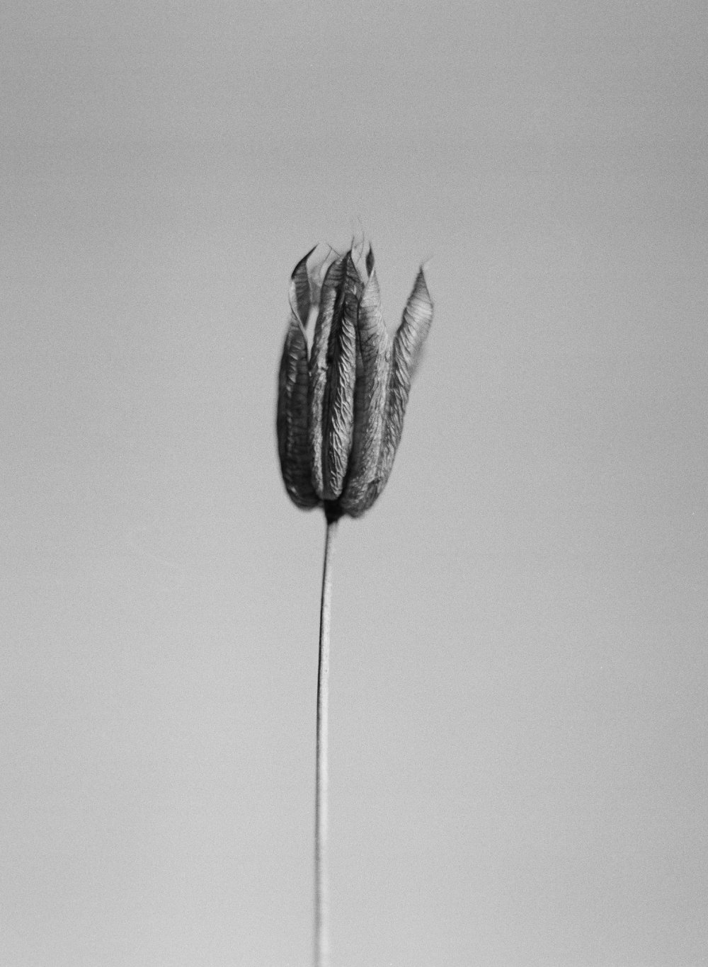untitled iii, 2026 — plant portraits
