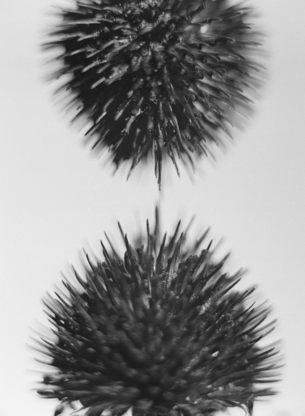untitled iv, 2026 — plant portraits