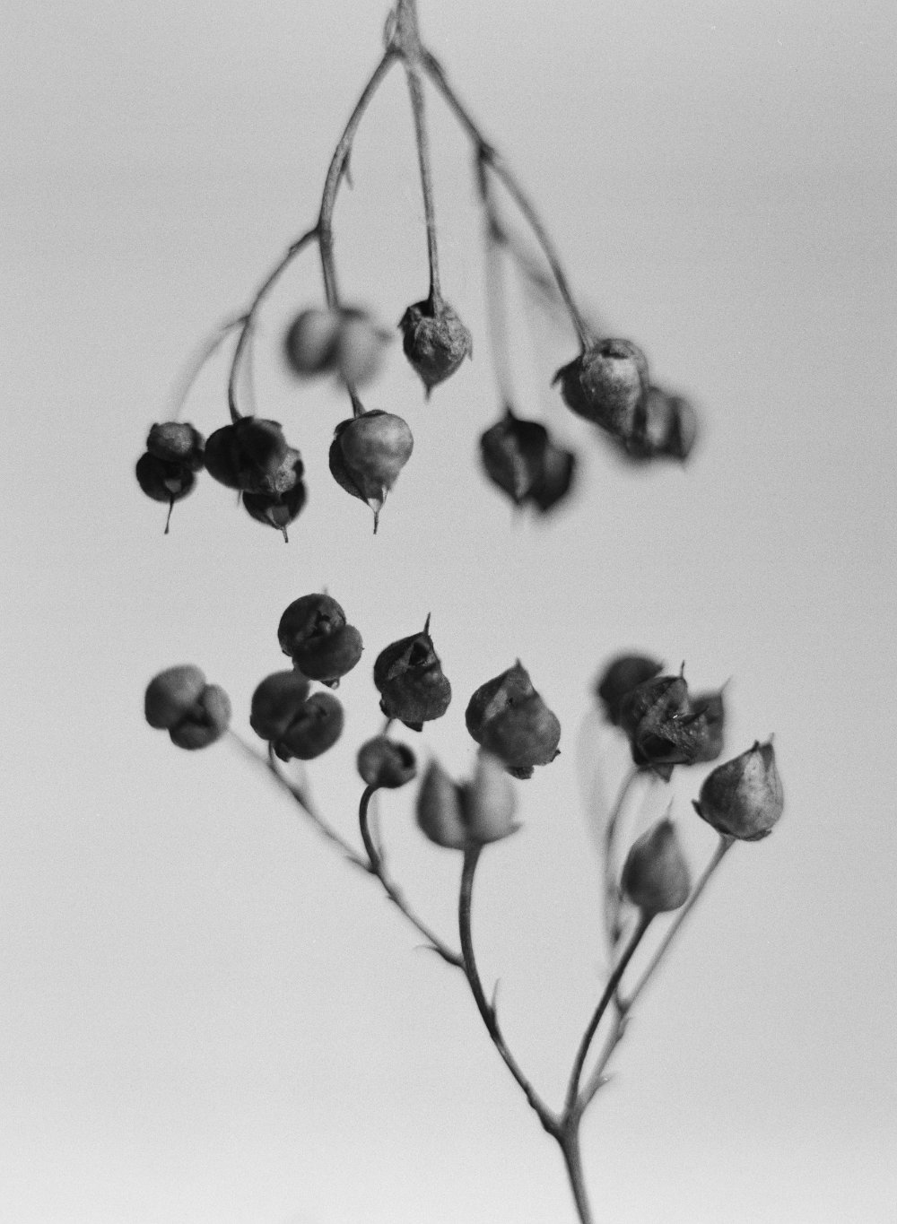 untitled v, 2026 — plant portraits