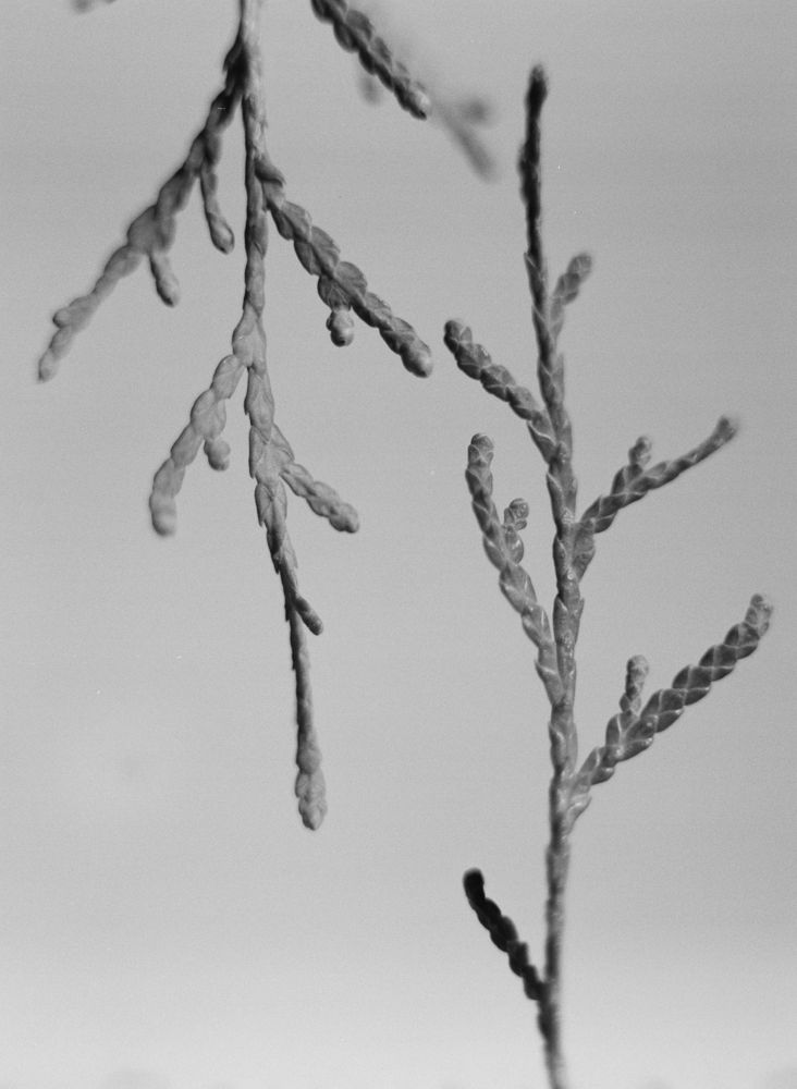 seed head, 2026 — plant portraits