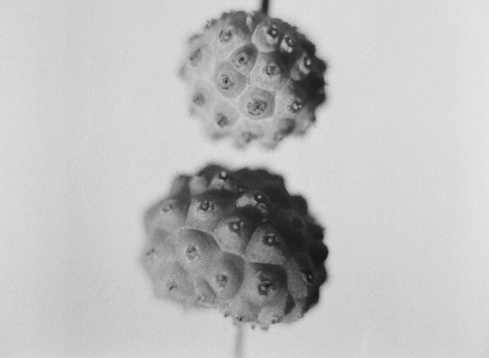 untitled vii, 2026 — plant portraits