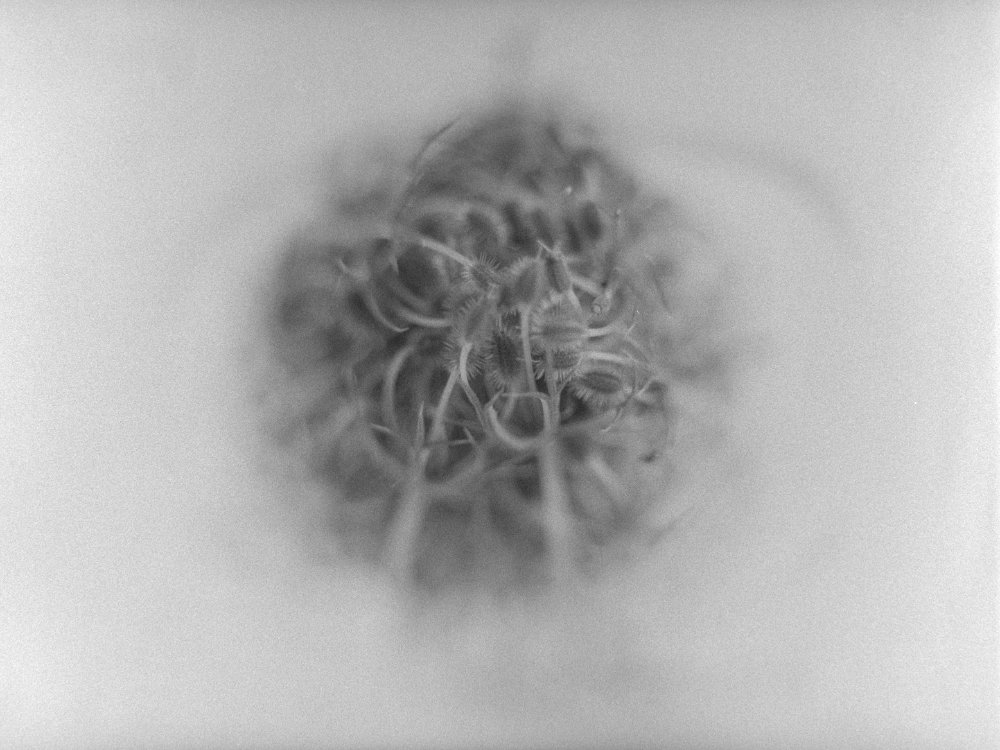 untitled viii, 2026 — plant portraits