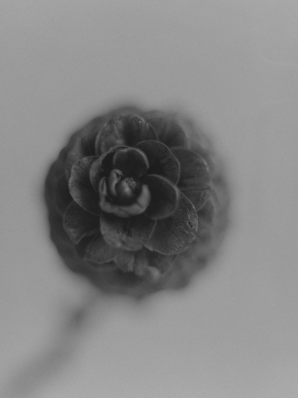 untitled ix, 2026 — plant portraits