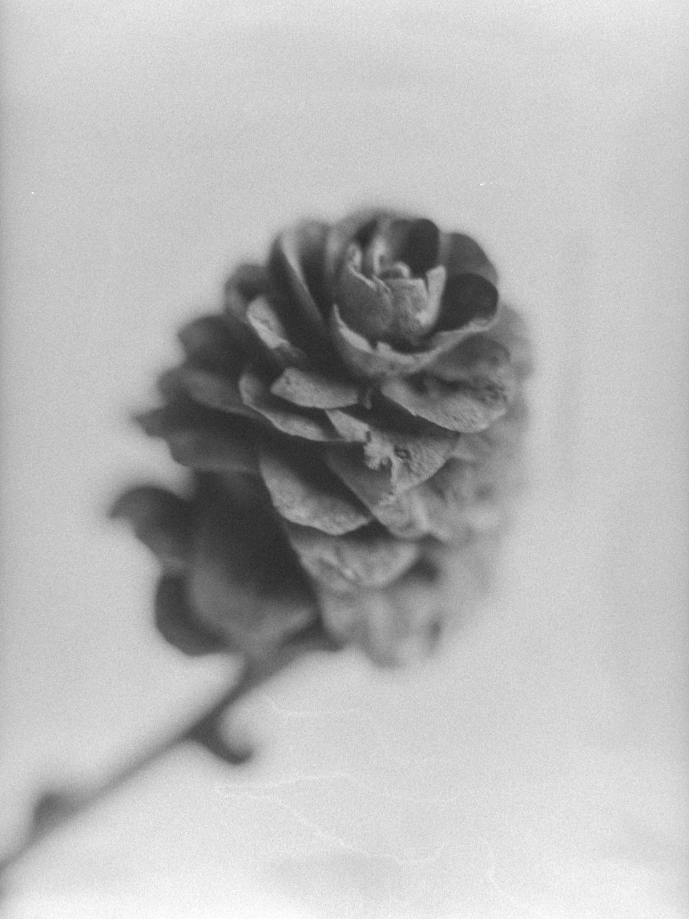 untitled x, 2026 — plant portraits