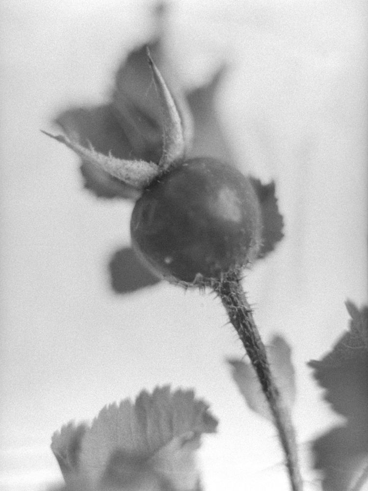 untitled xi, 2026 — plant portraits